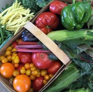 Full Summer Vegetable Share – Pay in Full
