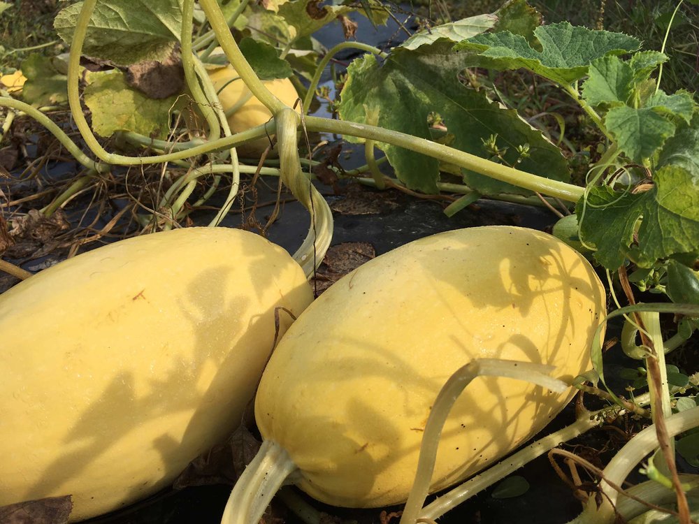 How to Store Winter Squash