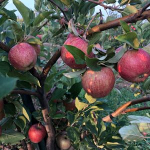Full Fall Fruit Share – Balance due May 15th