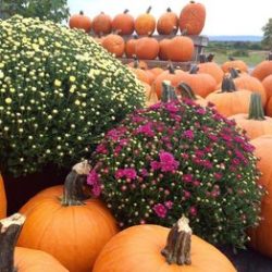 Fall Festivals Near Albany New York