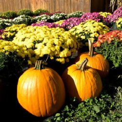 Fall flower in albany new york