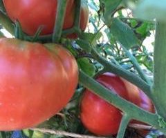 Heirloom tomatoes in Albany NY