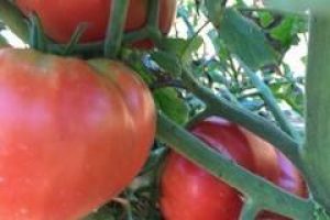 Heirloom tomatoes in Albany NY