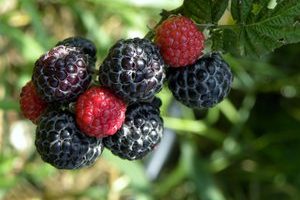 Local black raspberries