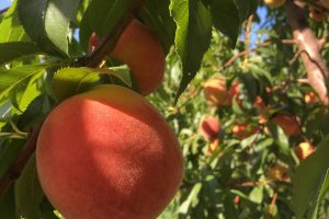 Local peaches in new york