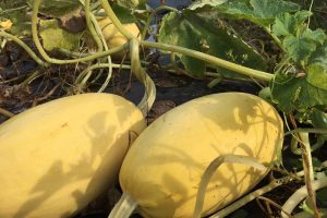 Winter-Squash-Storage